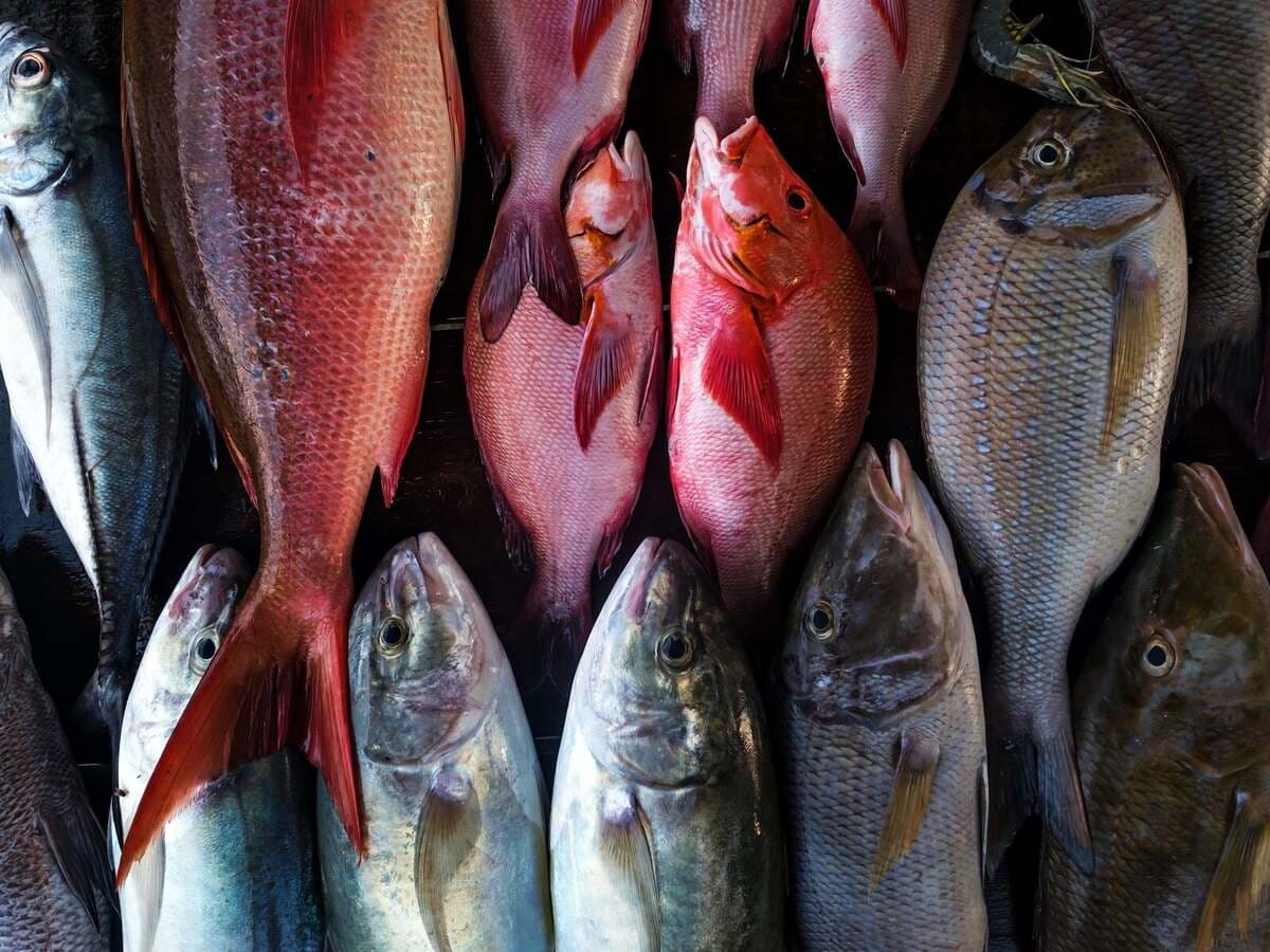 Frische ganze Fische nebeneinander auf Eis, Kurs Lust auf Meer