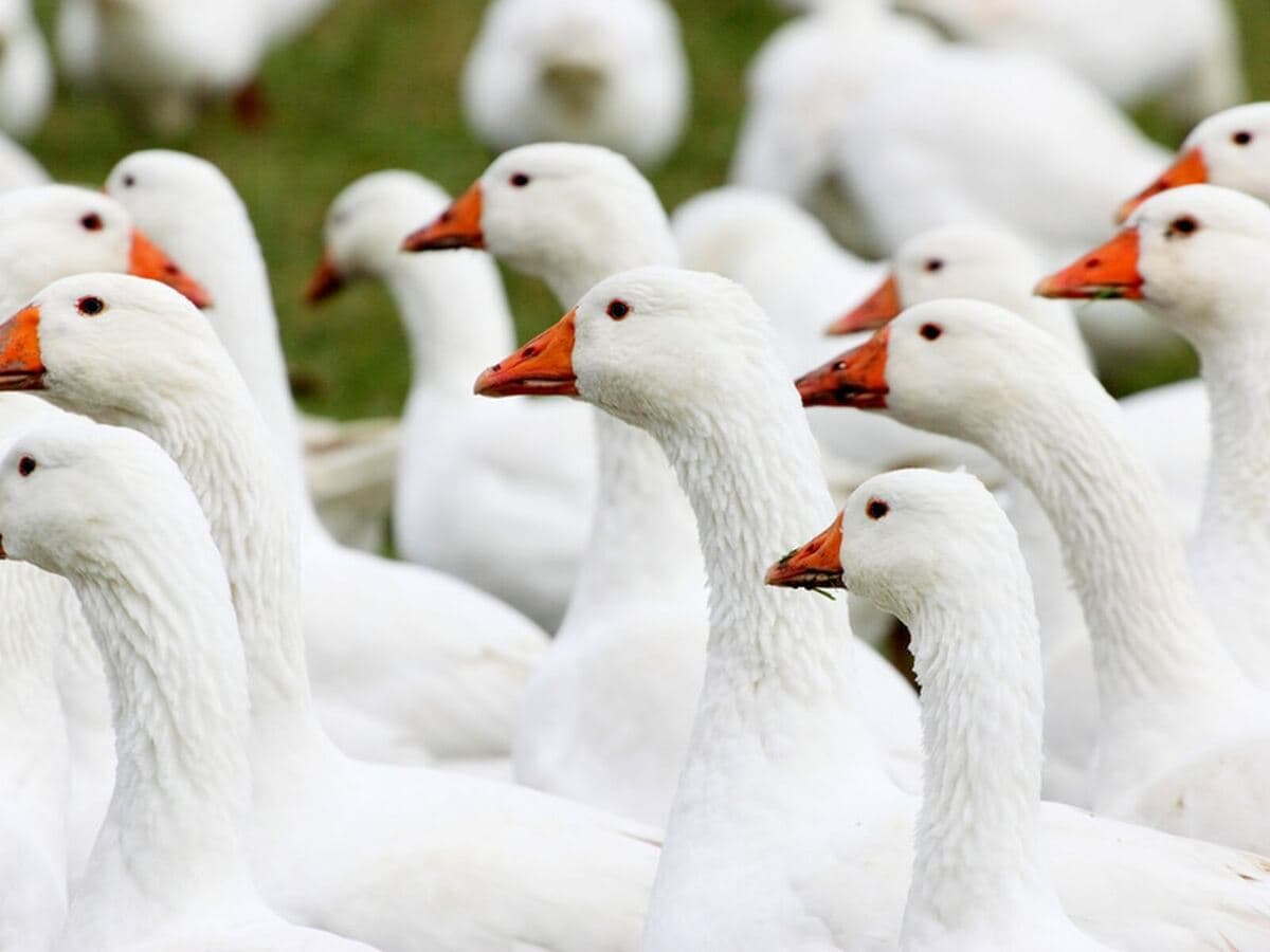 Weiße Gänse auf der Wiese, Kurs Nicht nur Martin’s Gans